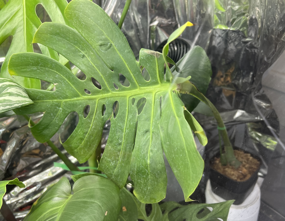 モンステラ・デリシオーサ 'マクロコズム' 成長記録・育て方