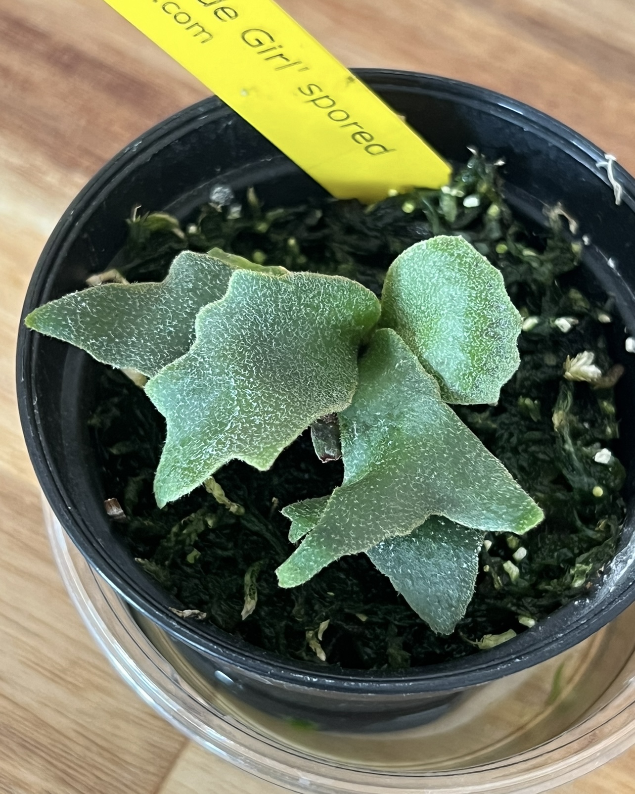 ビカクシダ・ジェイドガール成長記録・育て方 | シロウト園芸