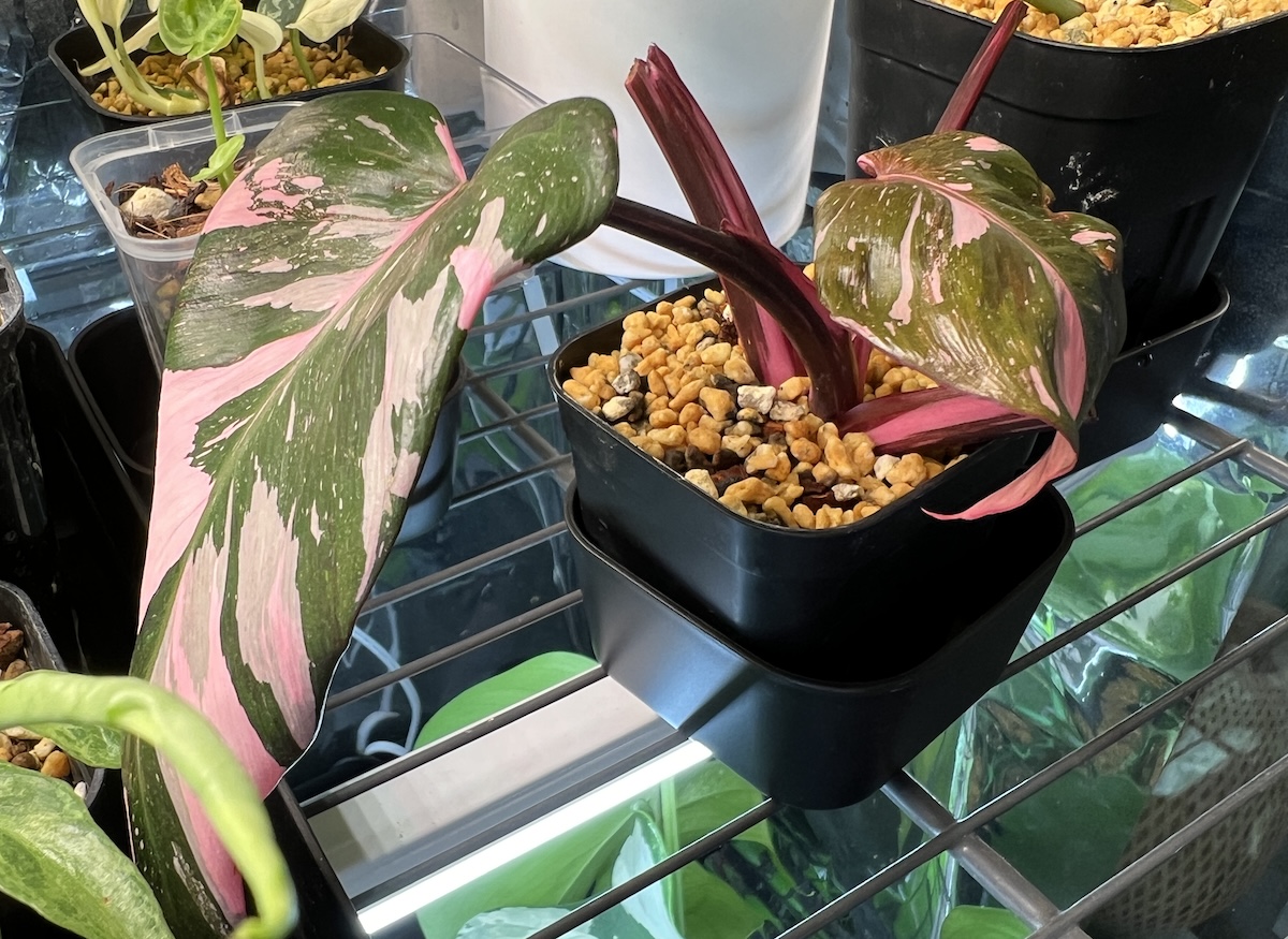 フィロデンドロン (エルベセンス) 'ピンクプリンセス・ギャラクシー