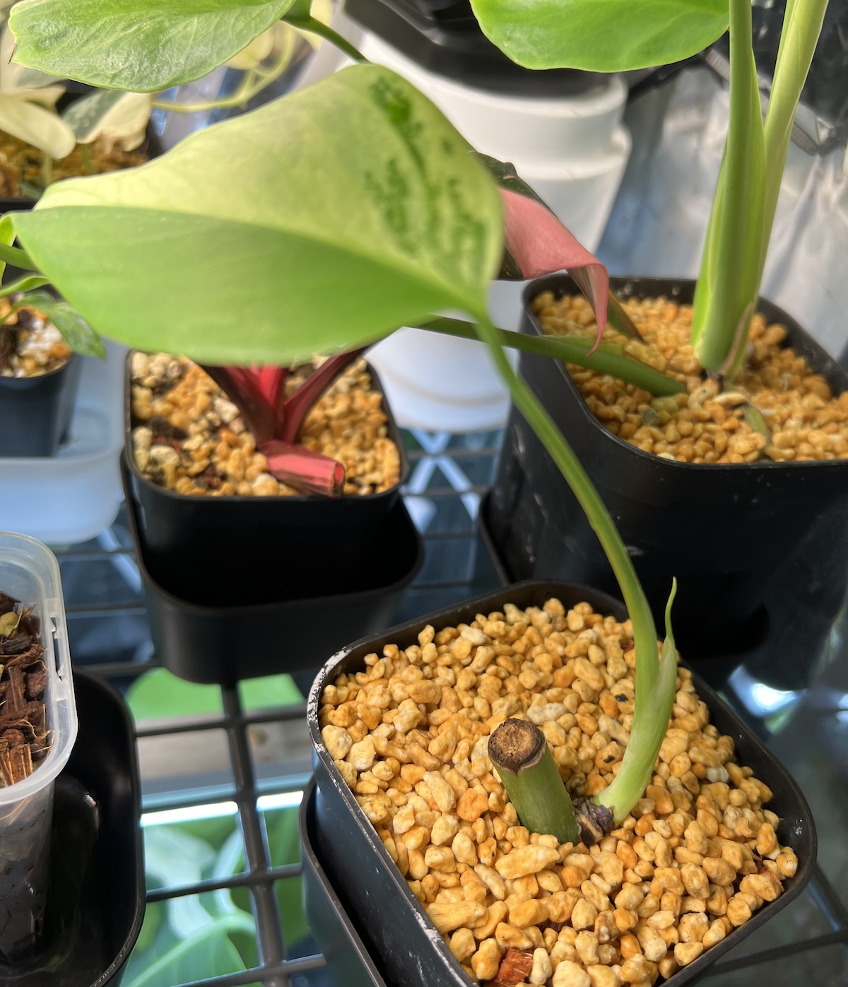 モンステラ・デリシオーサ 'ミント' (var. ボルシギアナ セブブルー