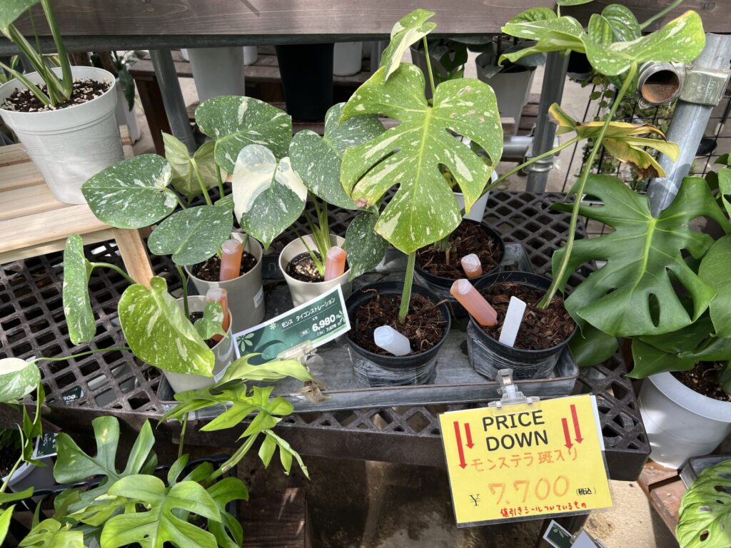 モンステラ・デリシオーサ 'タイコンステレーション/イエロー