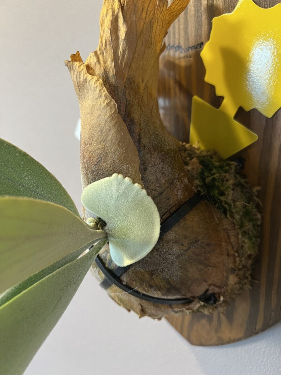 ビカクシダ・ウィリンキー (ワイルド スポア) 成長記録・育て方