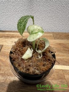 モンステラ・ミントの組織培養(メリクロン)株を順化(通常環境に適応