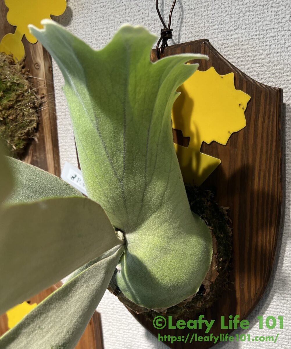 ビカクシダ・ウィリンキー (ワイルド スポア) 成長記録・育て方