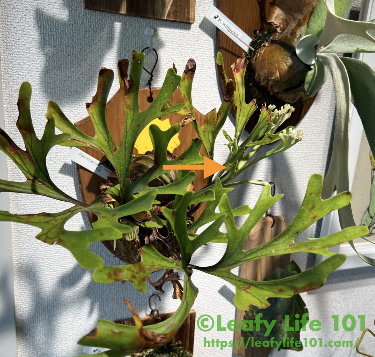 ビカクシダ・リドレイ (ワイルド) 成長記録・育て方 | シロウト園芸