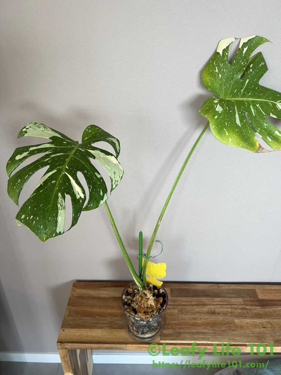 モンステラ・デリシオーサ 'タイコンステレーション(イエロー