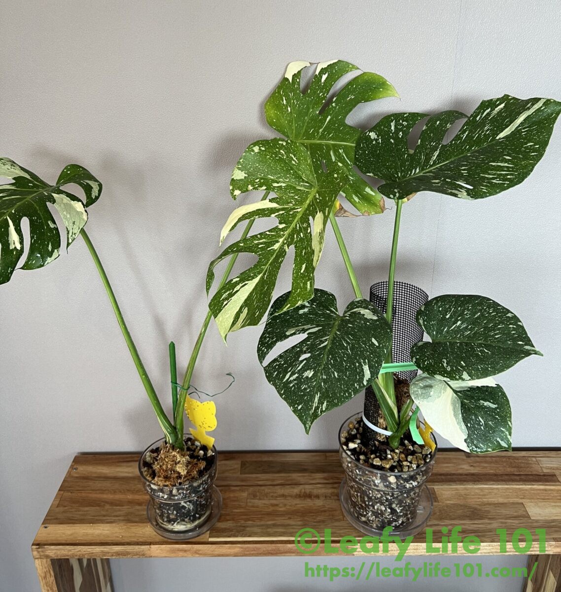 モンステラ・デリシオーサ 'タイコンステレーション(イエロー