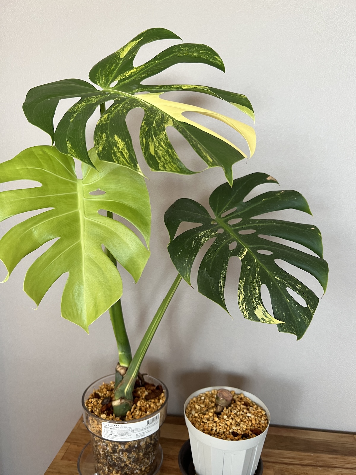 モンステラ・デリシオーサ 黄斑 (イエローマリリンコンパクタ？) 成長