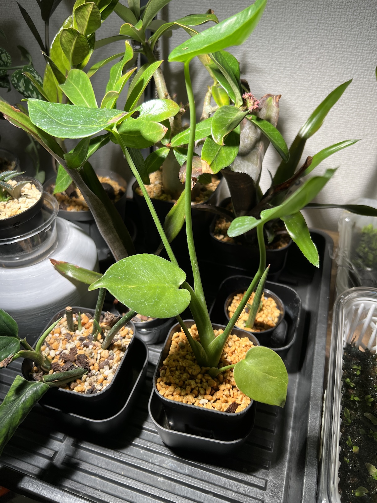 モンステラ・デリシオーサ 実生変異 肉厚丸葉斑入り 成長記録・育て方