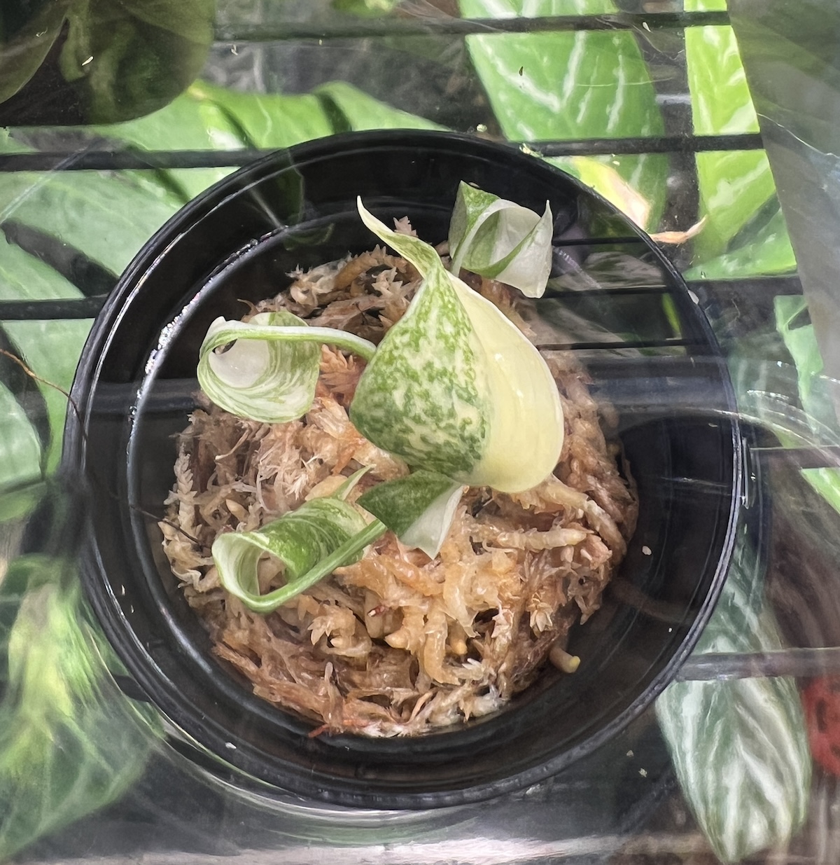 組織培養】モンステラ・デリシオーサ 'タイコンステレーション