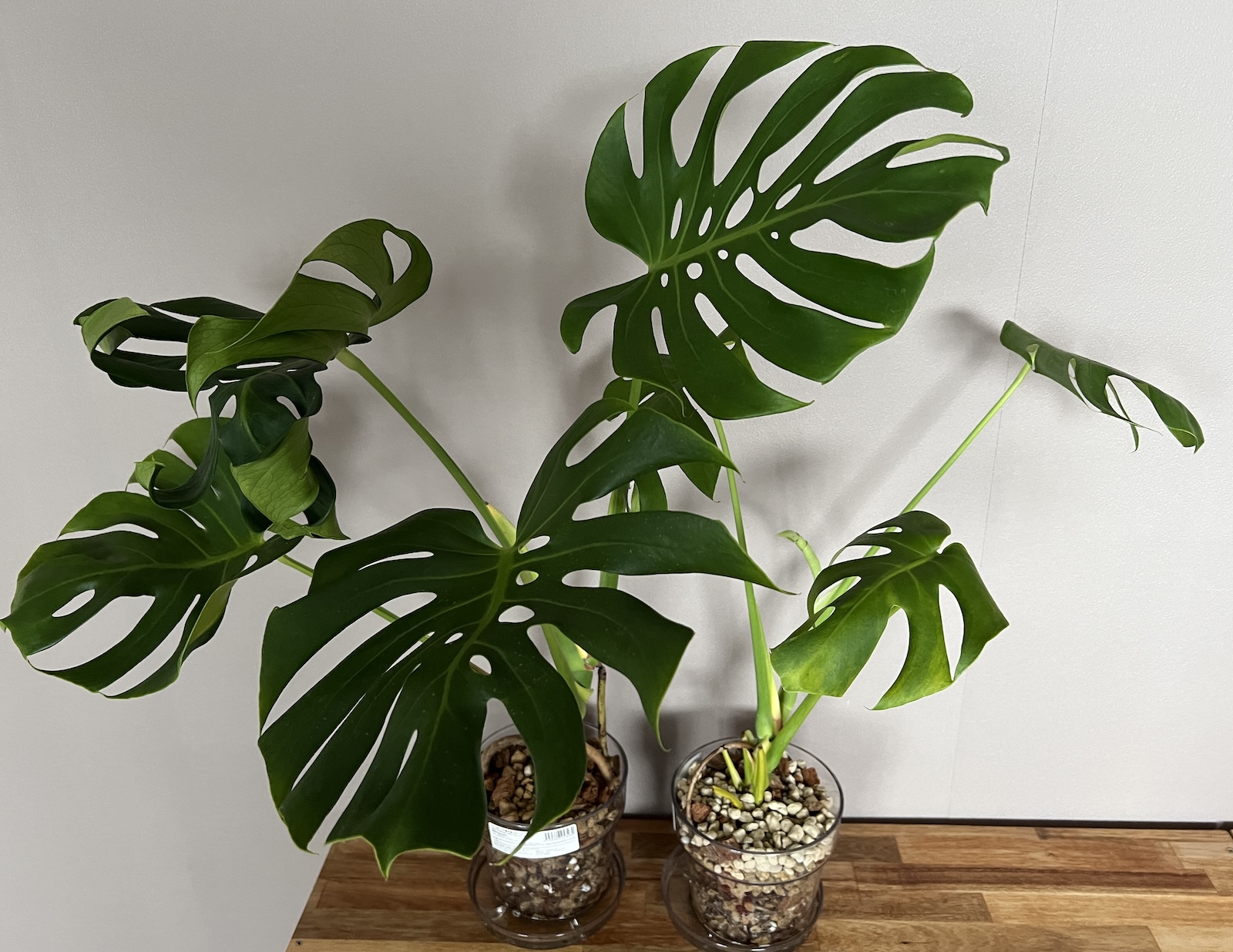 実生変異株】モンステラ・デリシオーサ '偽メデューサ/丸葉コンパクタ