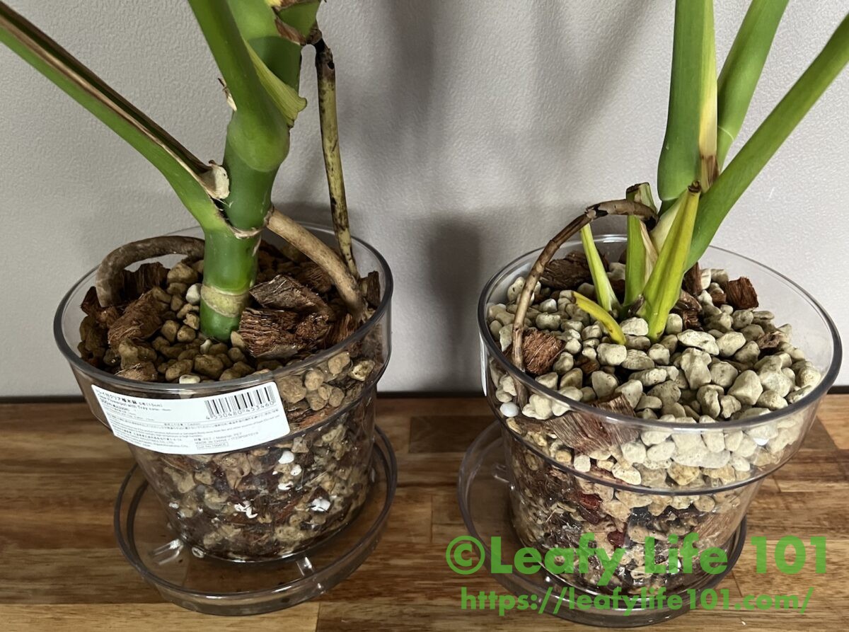 実生変異株】モンステラ・デリシオーサ '偽メデューサ/丸葉コンパクタ