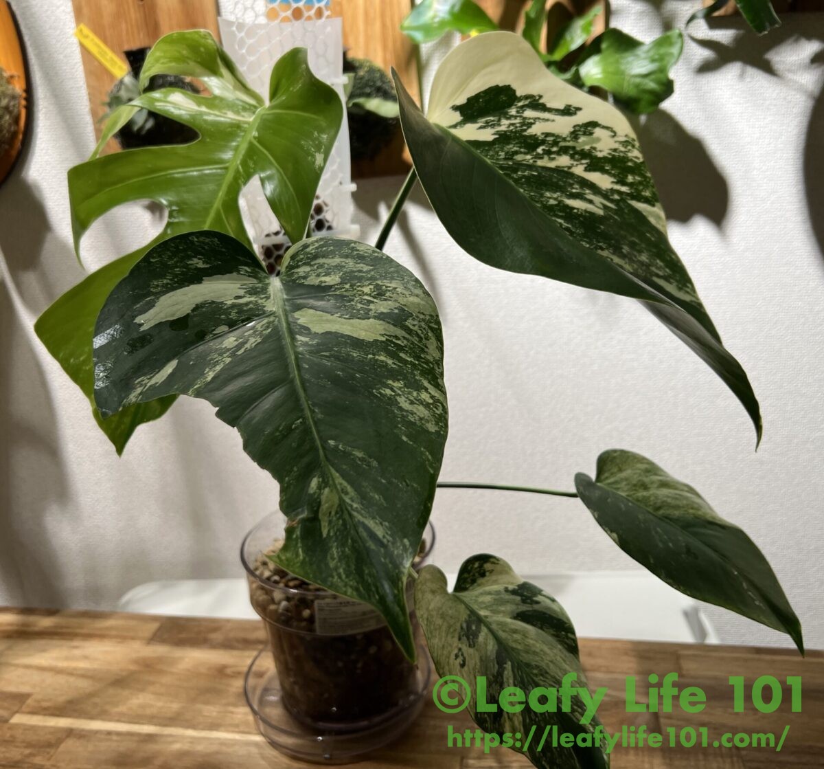 モンステラ ボルシギアナミント / NOID / ミントモンステラ / ミント