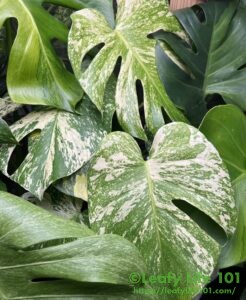 モンステラ・デリシオーサ 'Unniiae(ウニアエ/ウンニアエ/ユニアエ