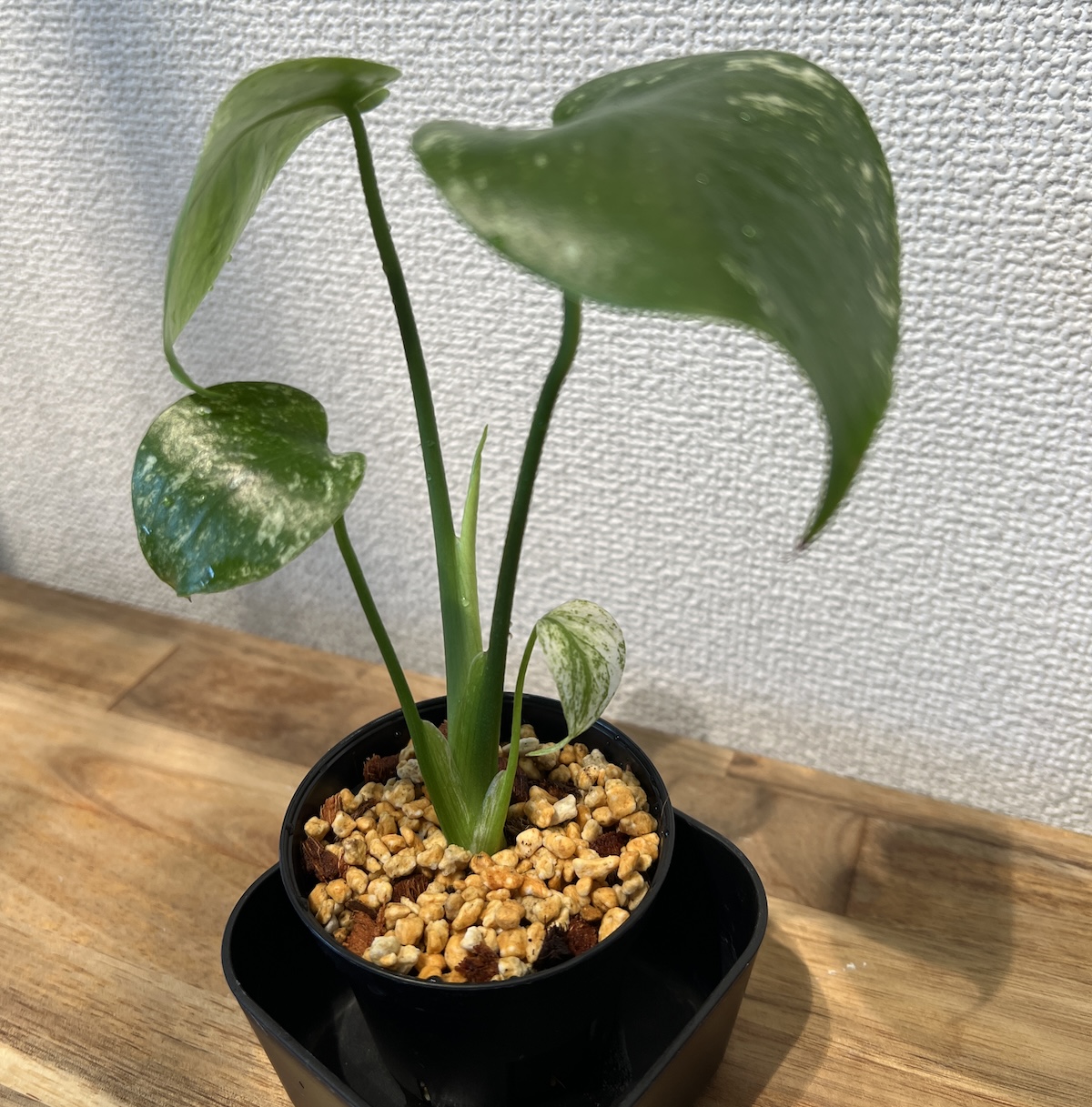 モンステラ・デリシオーサ 'ホワイトモンスター/天津ラン(テンシンラン