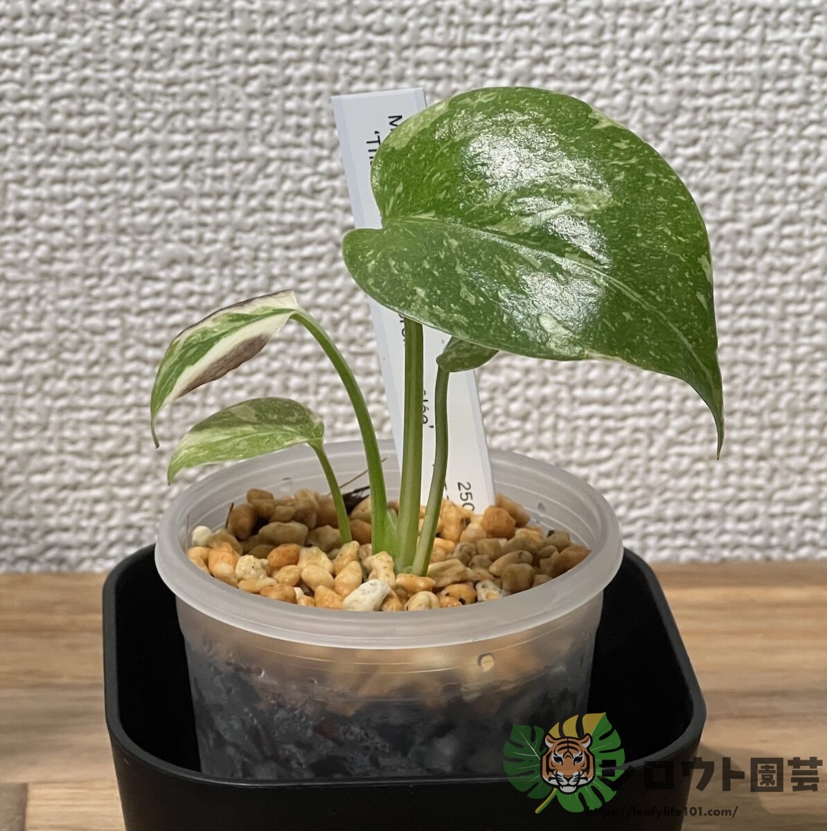 モンステラ・デリシオーサ 組織培養株クリームブリュレ & 綺麗なタイ