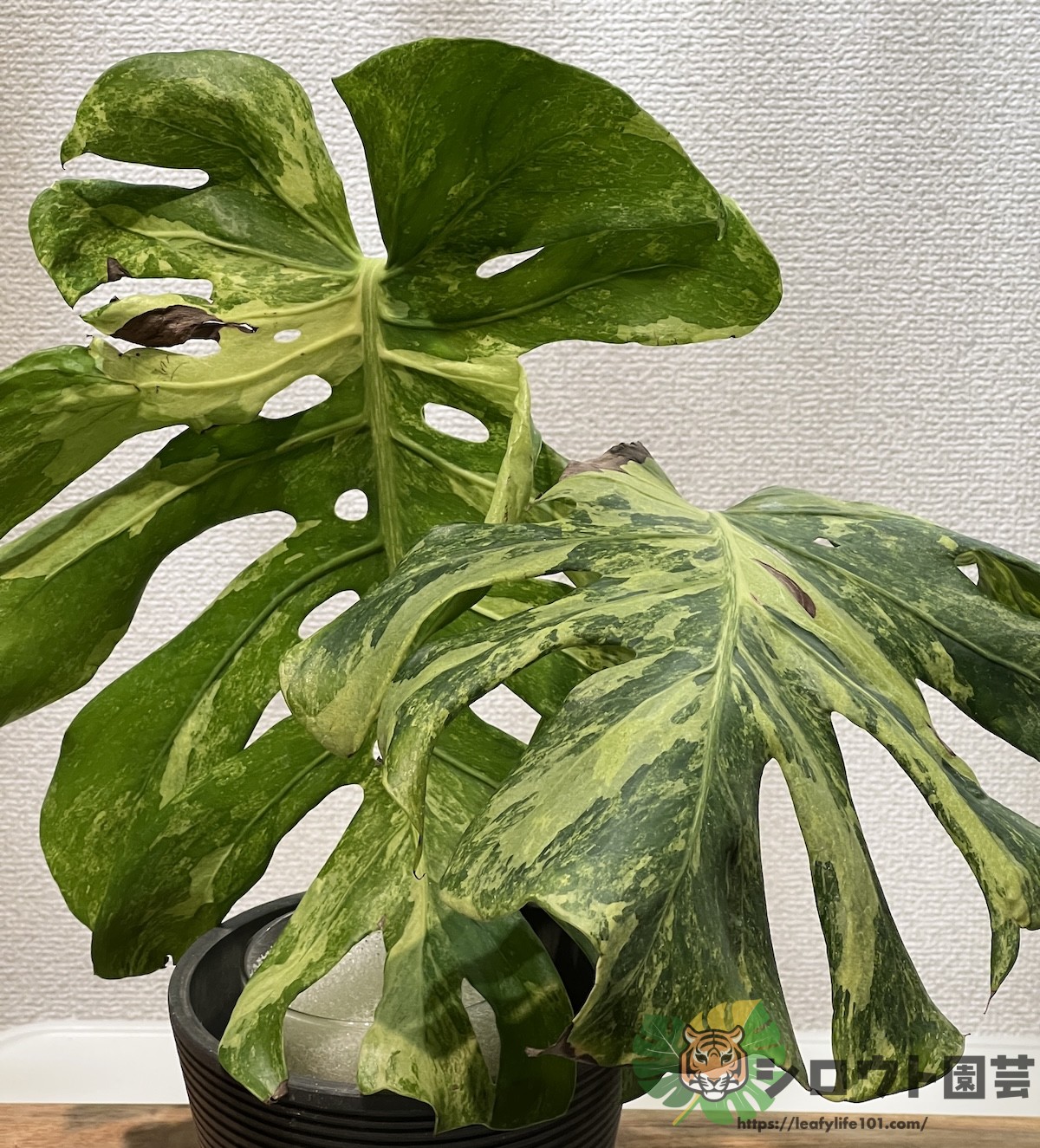 モンステラ・デリシオーサ 'マスターピース' 成長記録・育て方