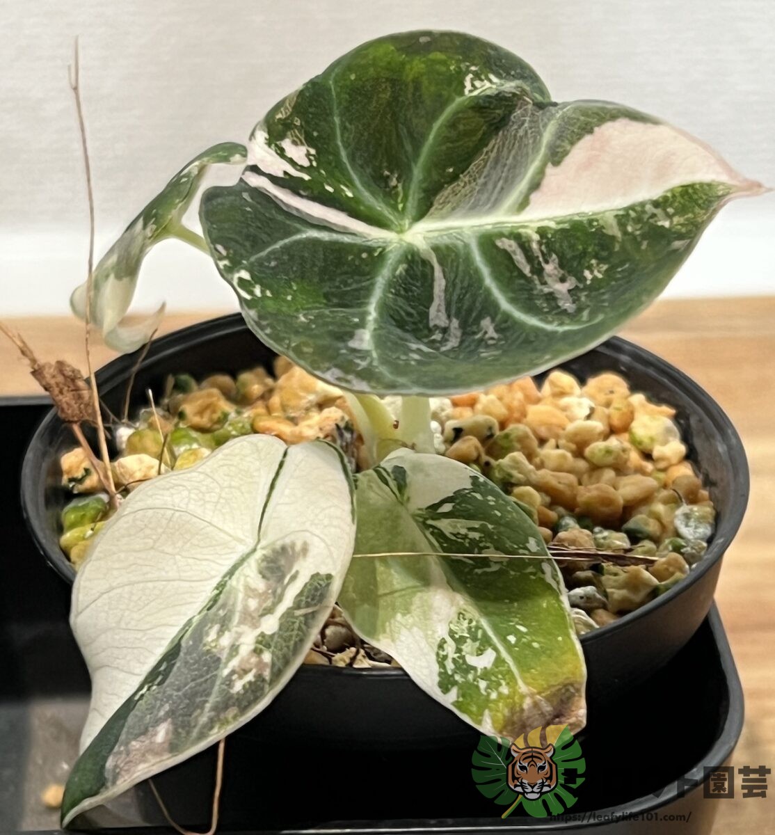 アロカシア・レギヌラ 'ブラックベルベット ピンク斑入り' 成長記録