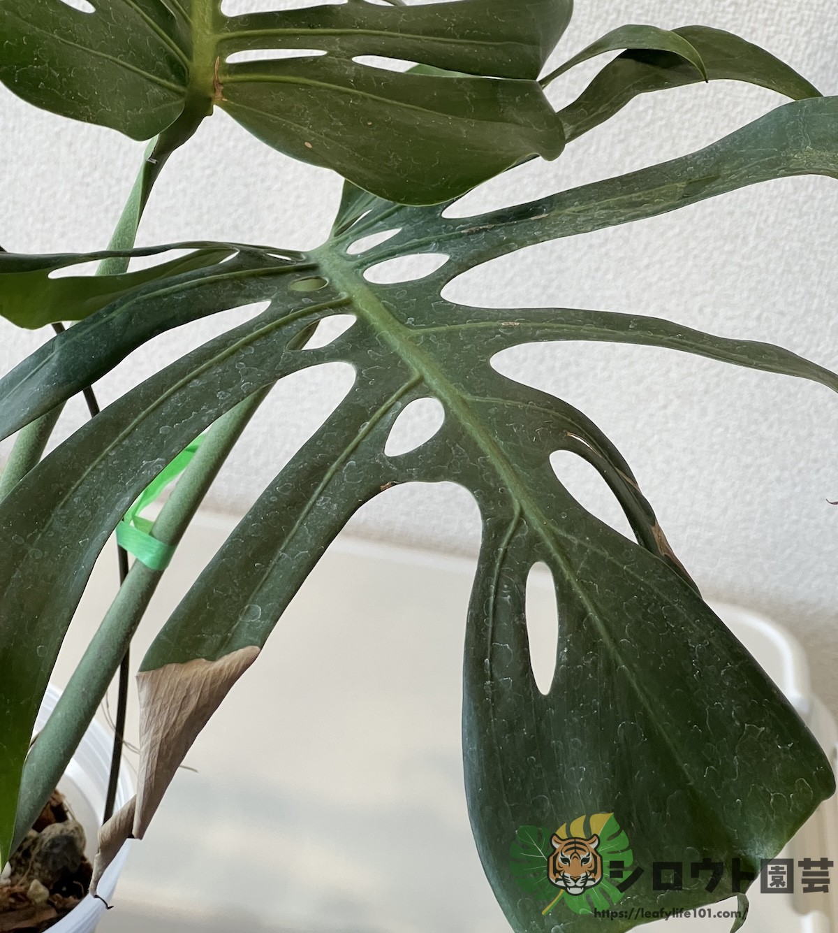 モンステラ・デリシオーサ 'スケルトン' 成長記録・育て方 | シロウト園芸