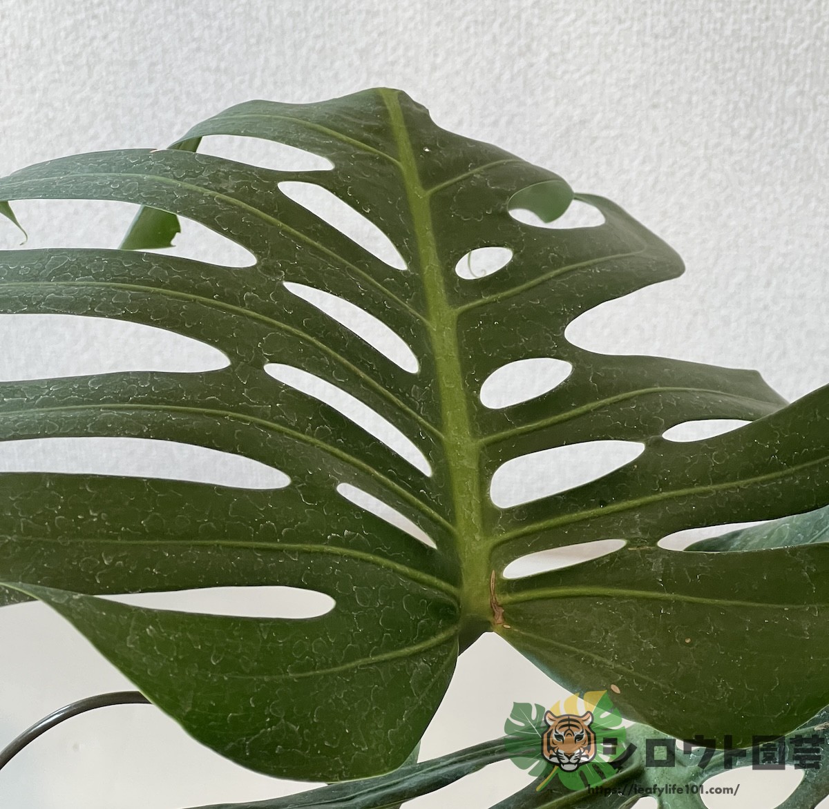 モンステラ・デリシオーサ 'スケルトン' 成長記録・育て方 | シロウト園芸