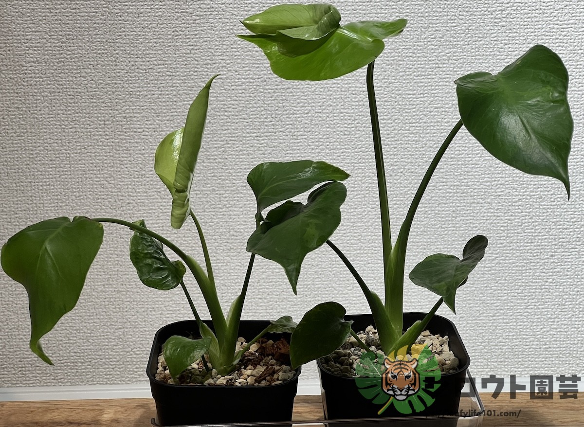モンステラ・デリシオーサ '変異株 ミューテーション×2' 成長記録