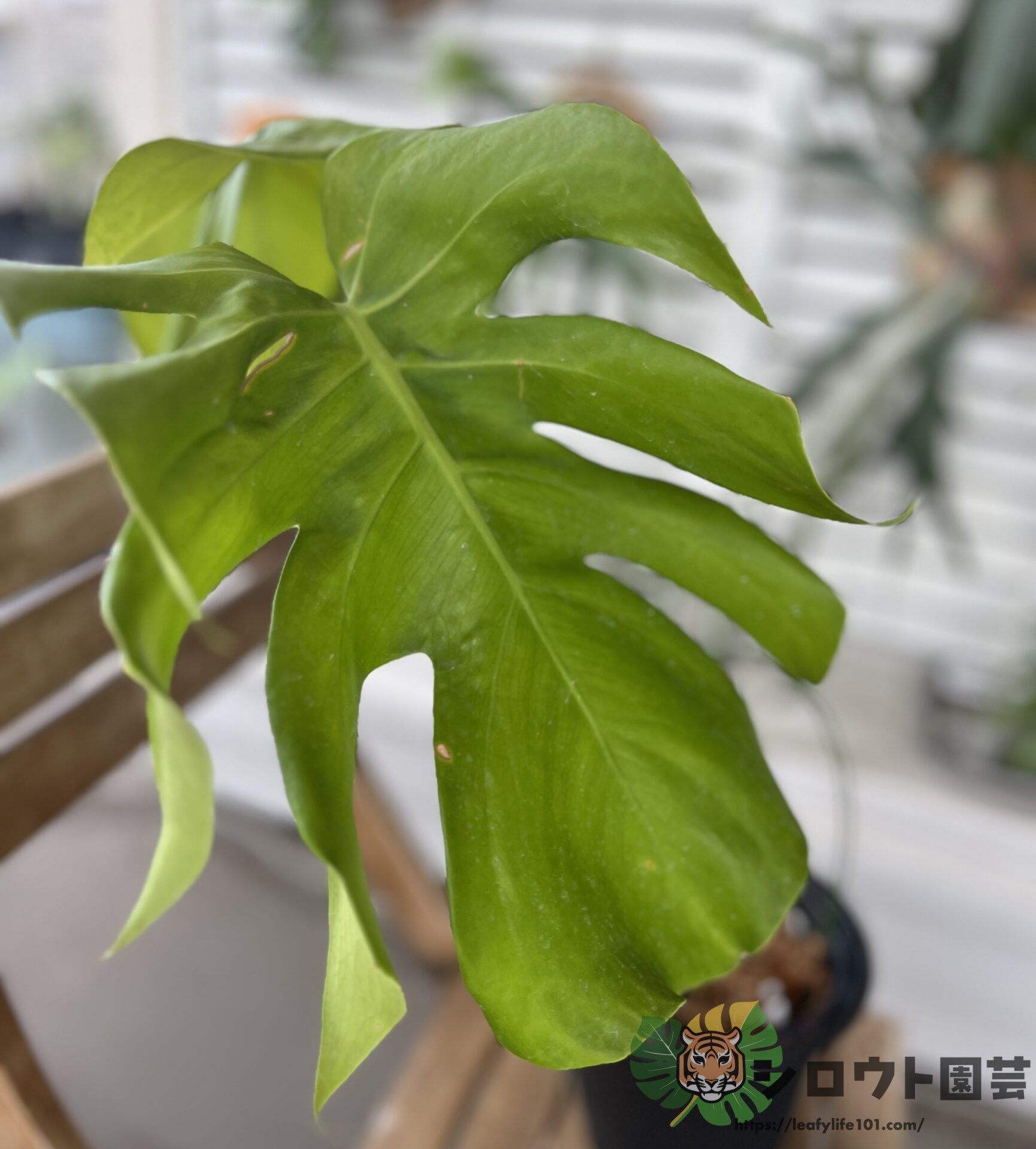 モンステラ・デリシオーサ 'ヨークシャーテリア (変異株 黄緑葉(ライム