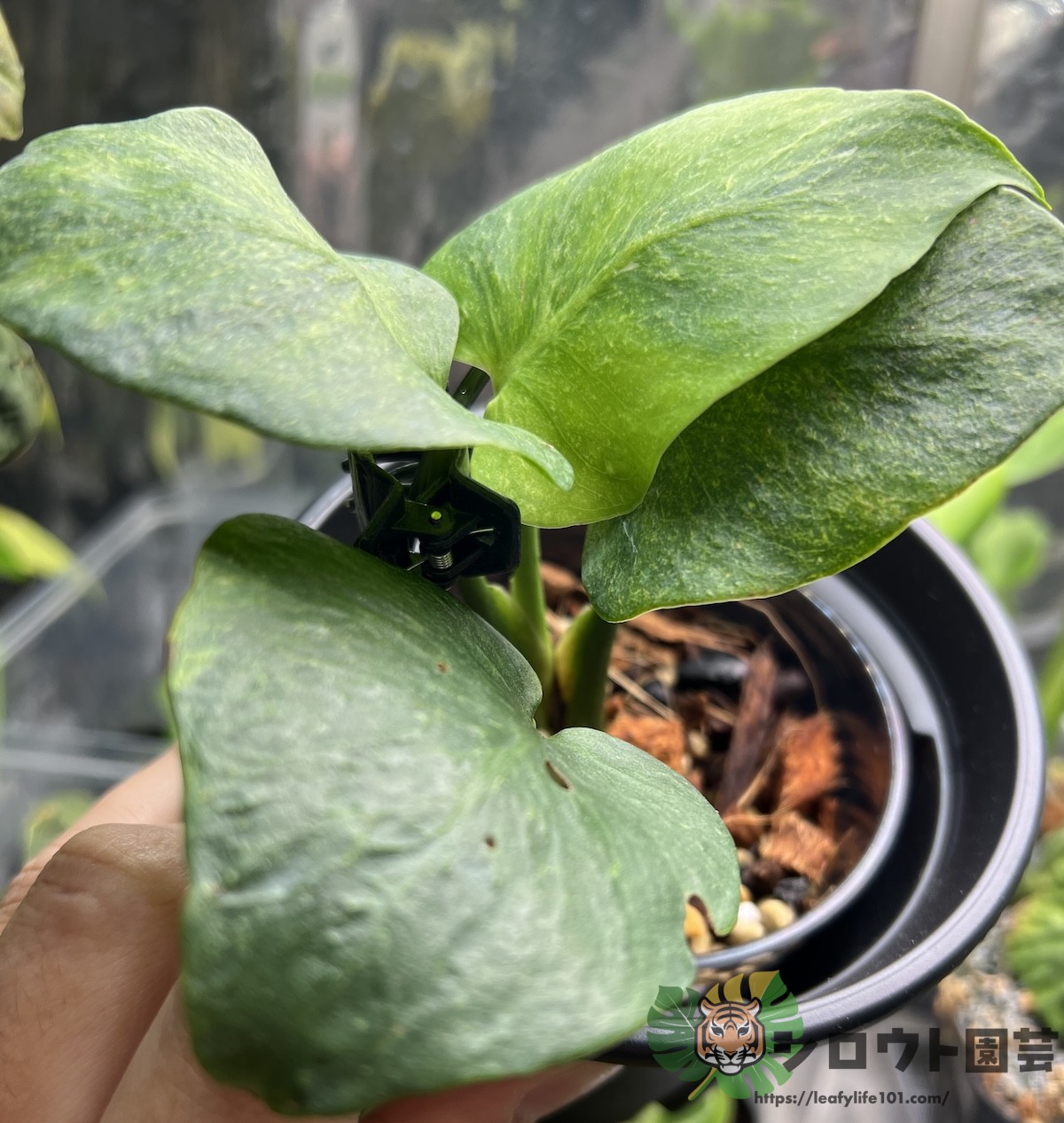 モンステラ・デリシオーサ 'ドワーフ 斑入り' 成長記録・育て方