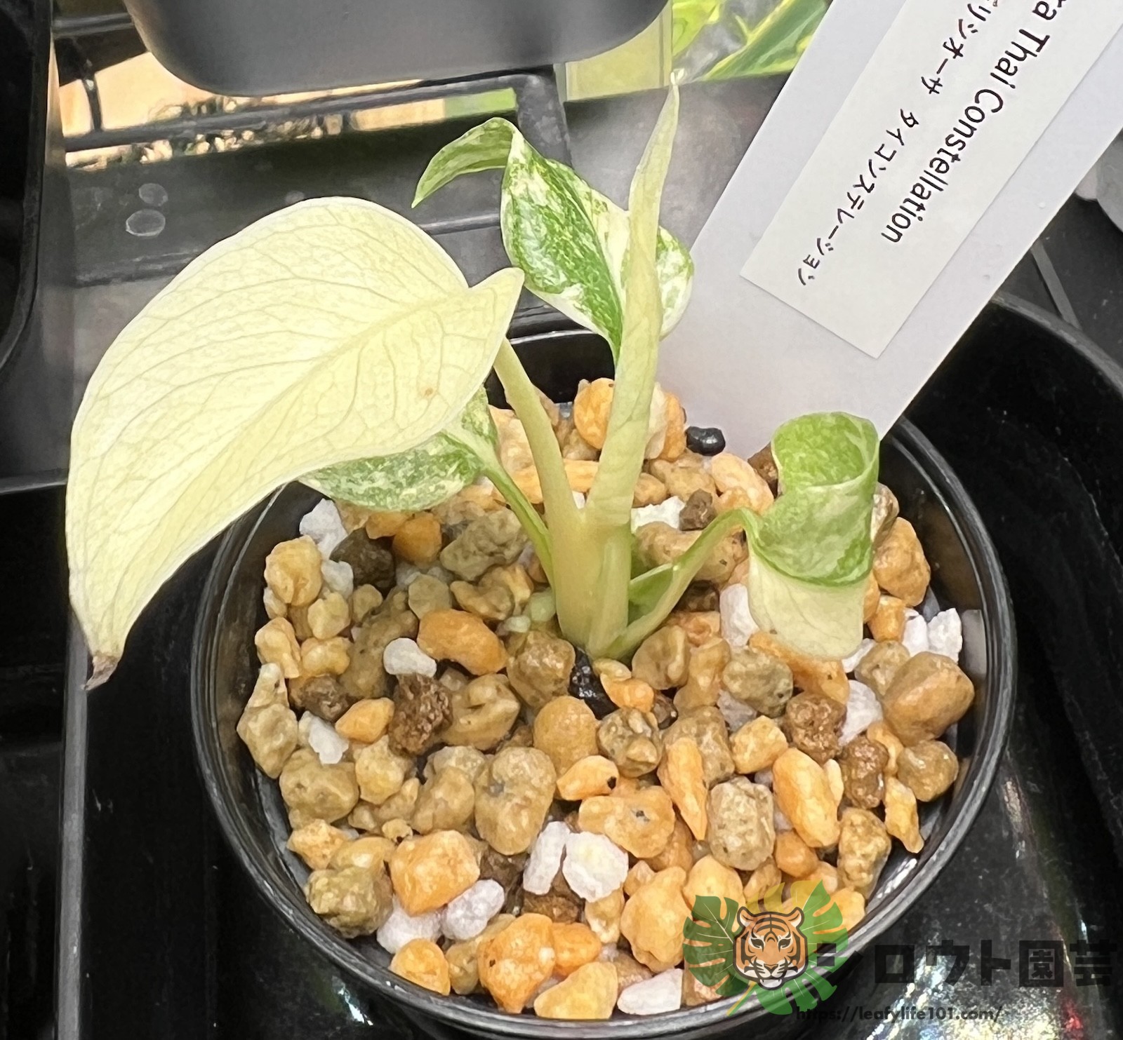 モンステラ・デリシオーサ 'タイコンステレーション'(葉っぱちゃん