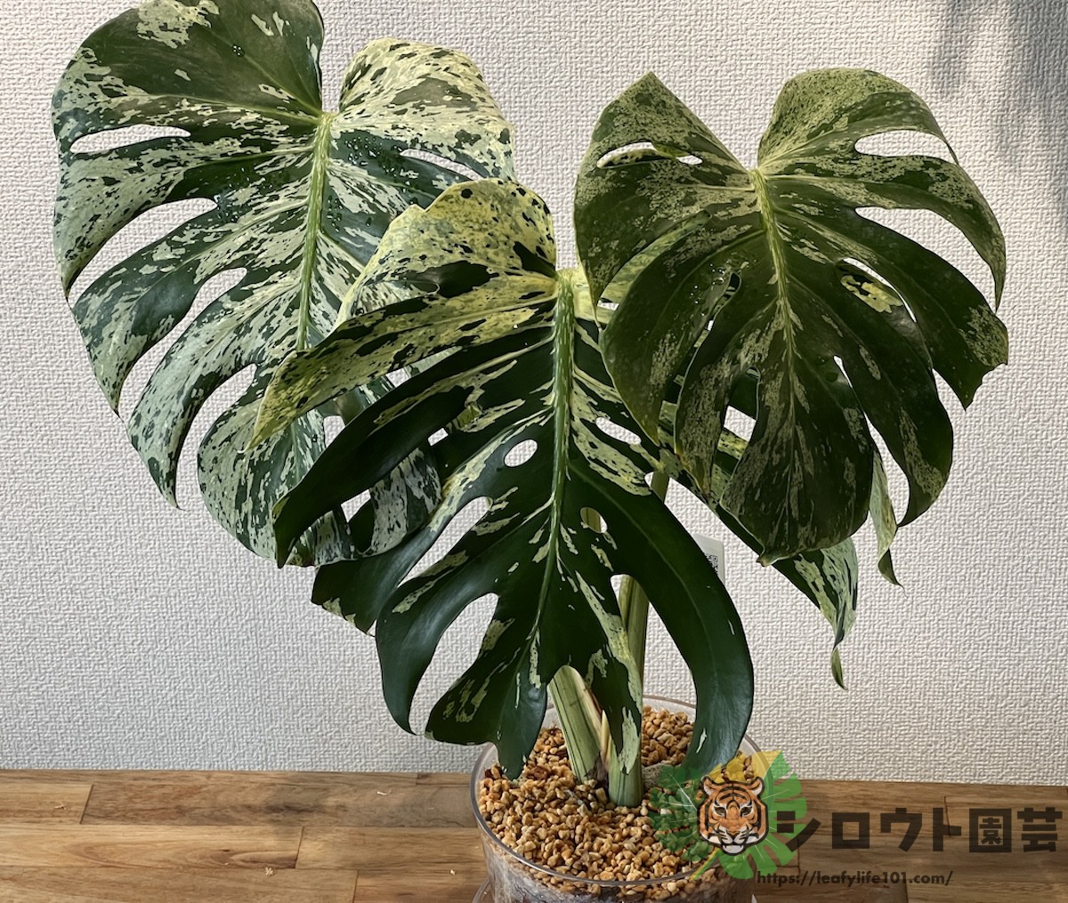 モンステラ・デリシオーサ 'ベトシオーサ' 成長記録・育て方