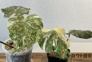 モンステラ・デリシオーサ 'プラチナム ミューテーション' 2 成長記録