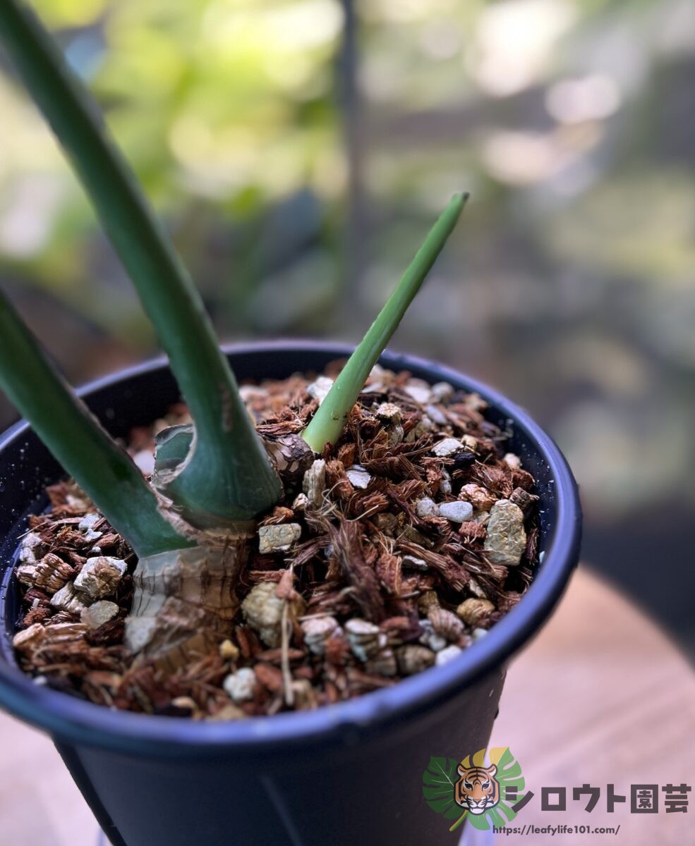 モンステラ・デリシオーサ 'スケルトン ゴーストフェイス' 成長記録