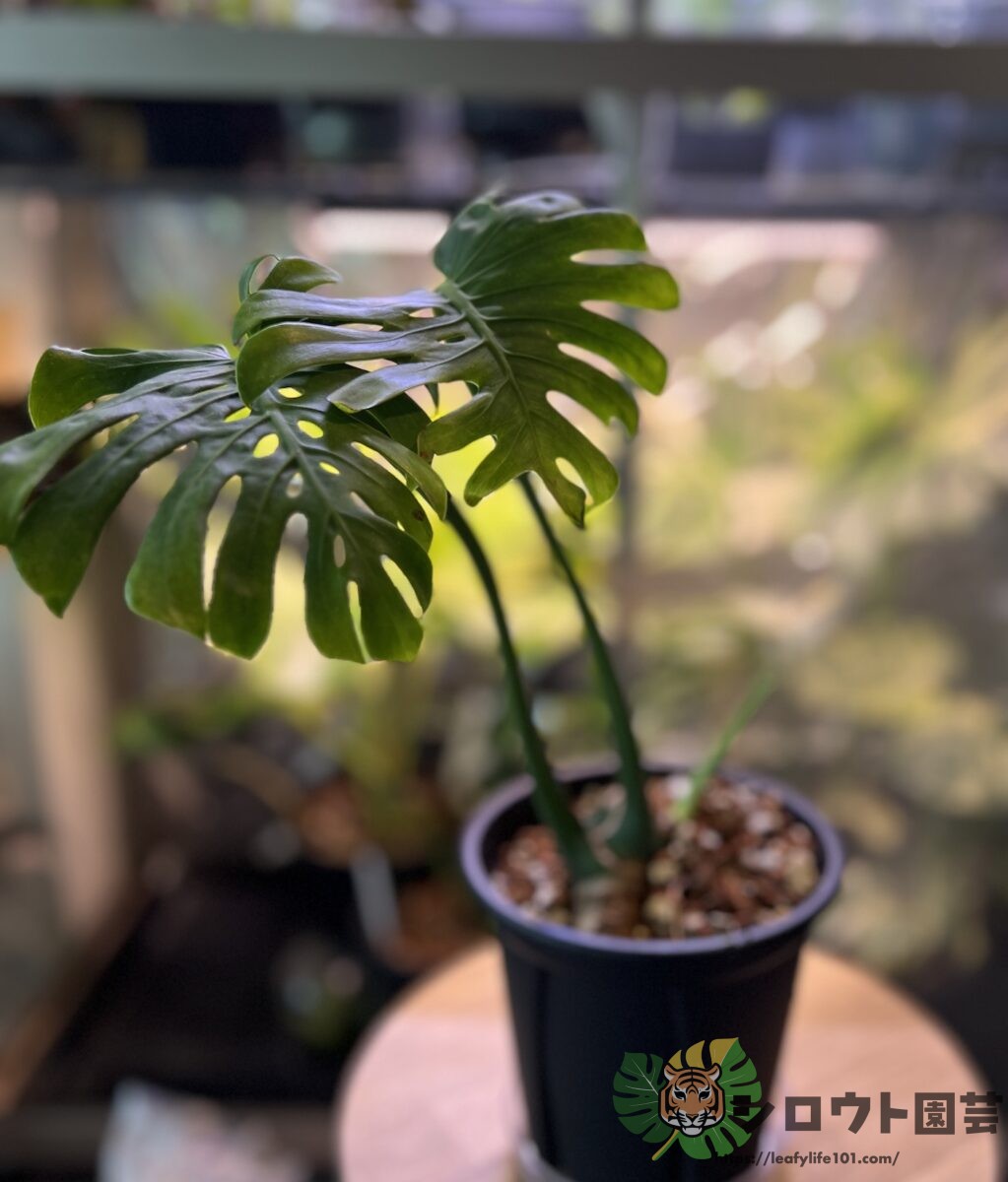 モンステラ・デリシオーサ 'スケルトン ゴーストフェイス' 成長記録