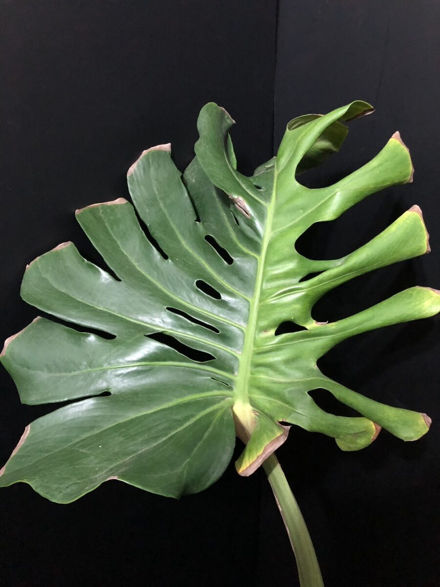 モンステラ・デリシオーサ 'ライム ラバ (グリーンモンスター)' 成長