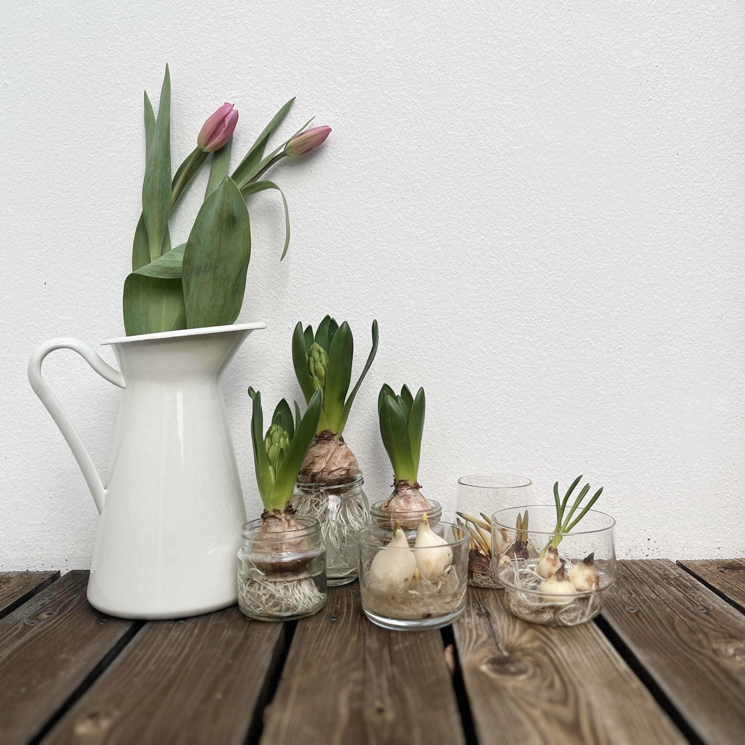 冬からでも始められる！芽出し球根で水耕栽培始めました | LEE