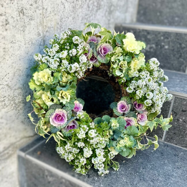 クリスマスもお正月も】葉牡丹×アリッサムの寄せ植えリースを作りまし