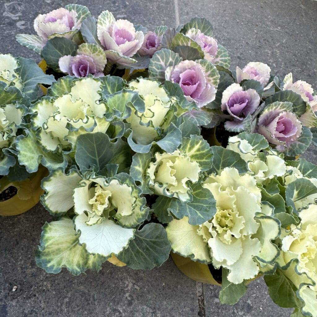 クリスマスもお正月も】葉牡丹×アリッサムの寄せ植えリースを作りまし