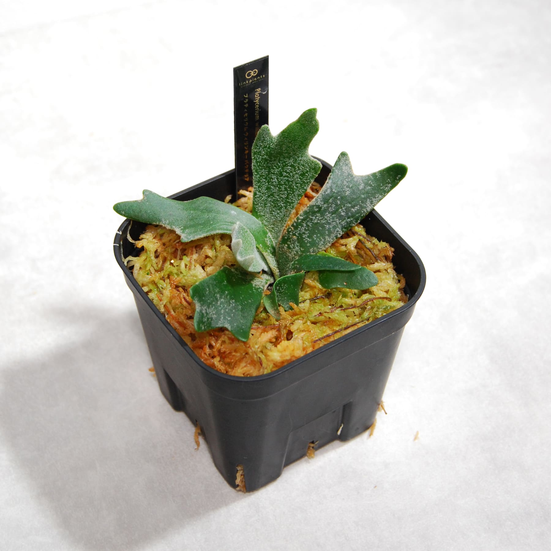 ビカクシダ（プラティセリウム）ウィリンキー バクテリア 59