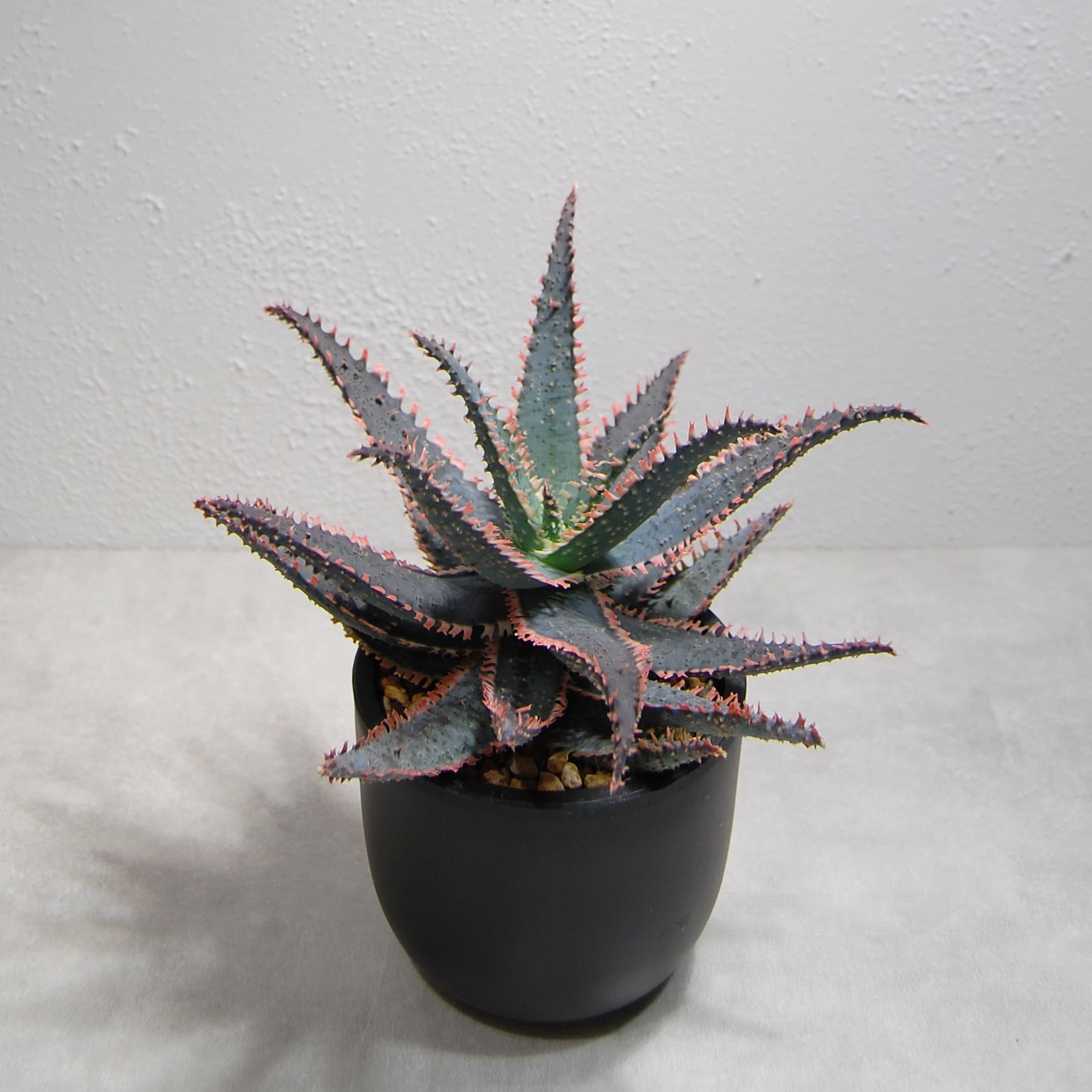 アロエ ハイブリッド【Aloe hybrid】OS21 – linkplants -リンクプランツ-