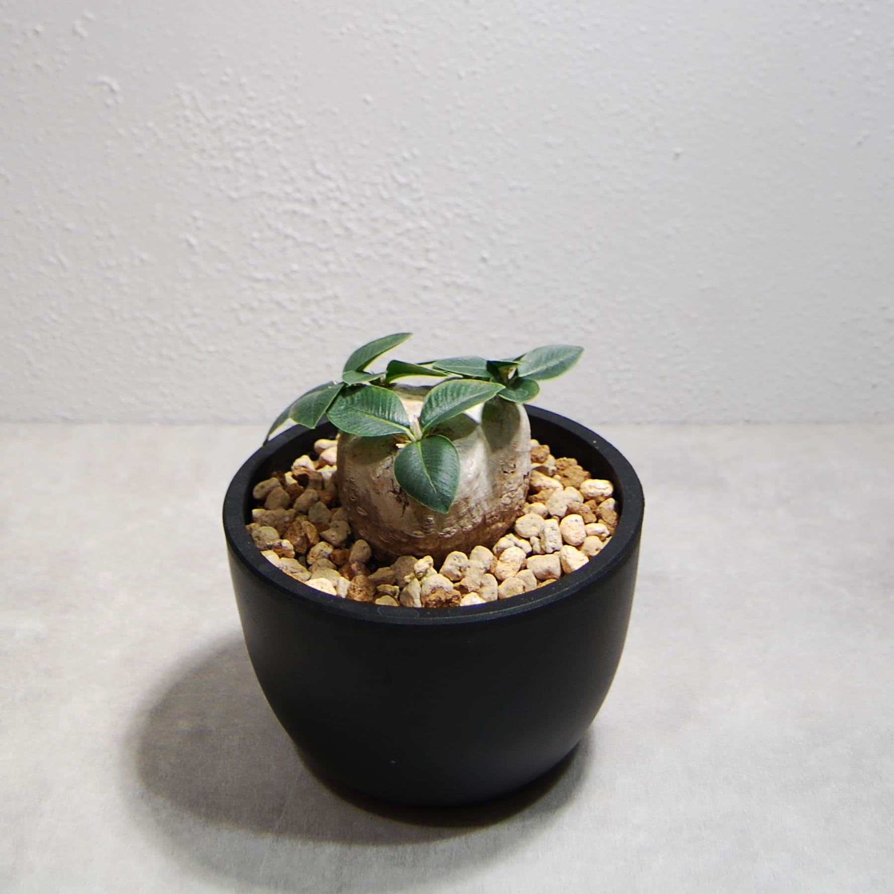 パキポディウム・ブレビカウレ（恵比寿笑い）OS18 – linkplants