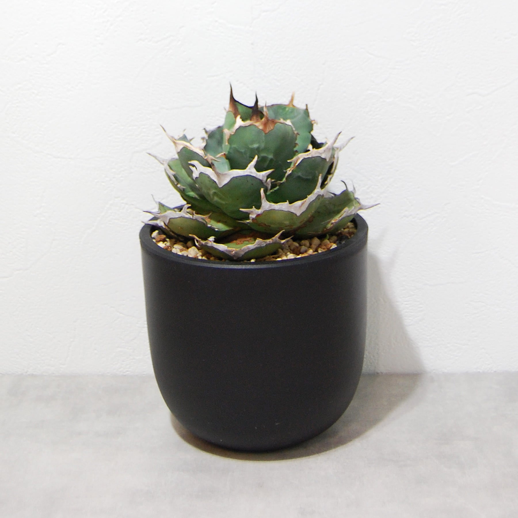 アガベ チタノタ（EU）コンパクタ 024 – linkplants -リンクプランツ-