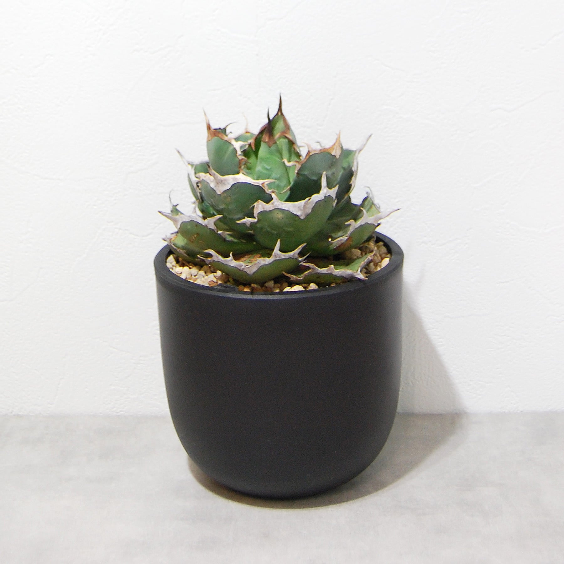 agave-titanota-eu-002-03.jpg?v