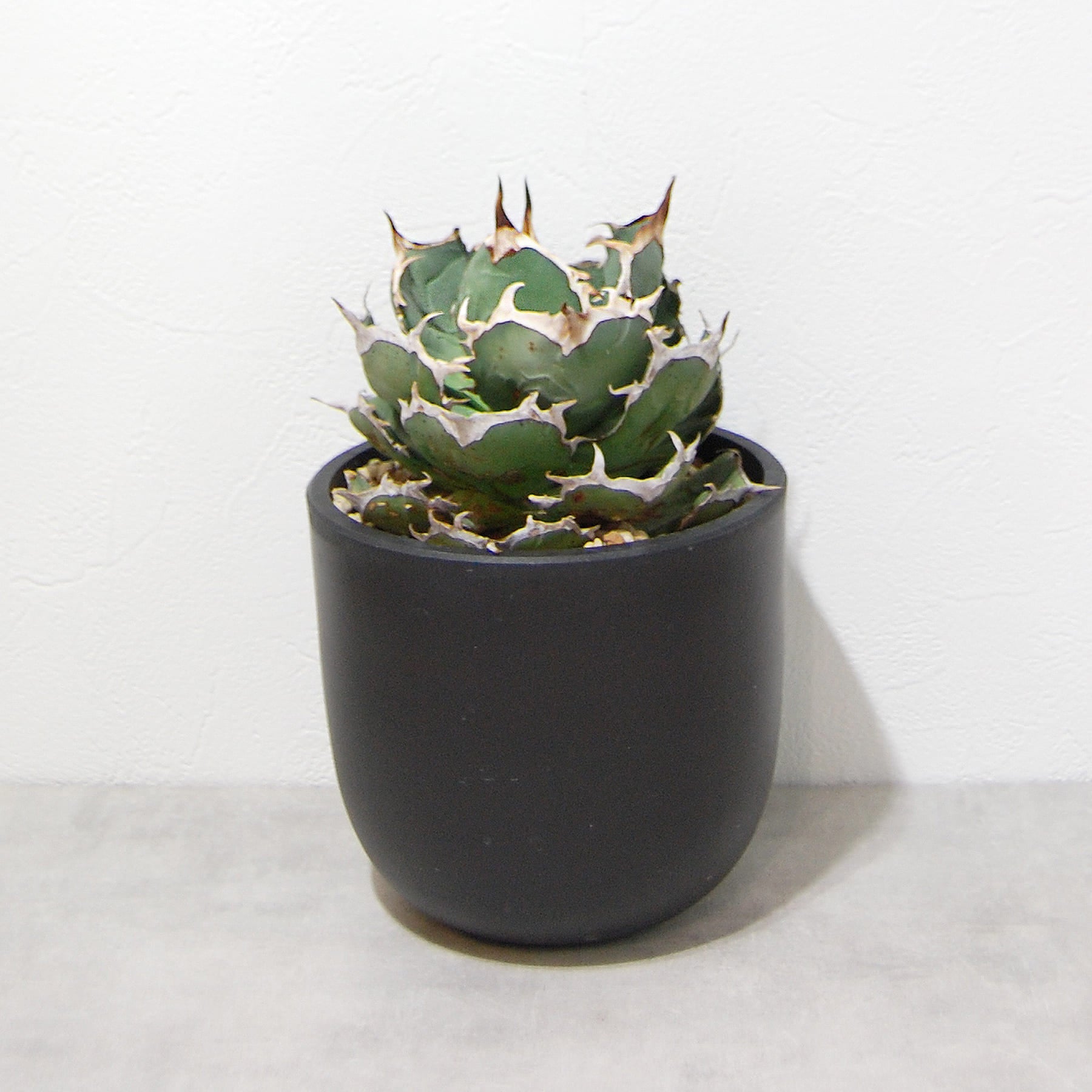 agave-titanota-eu-003-04.jpg?v