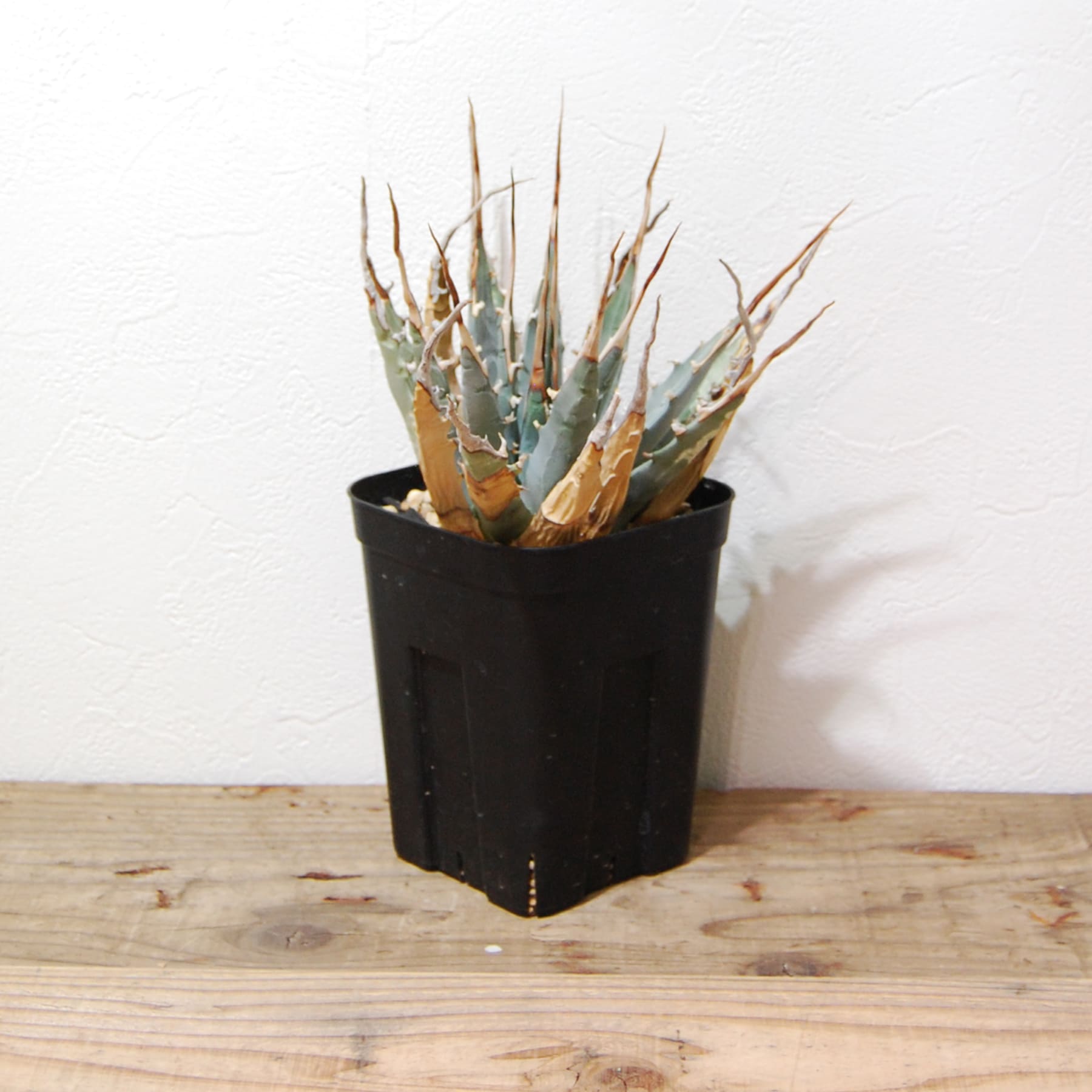 アガベ ユタエンシス エボリスピナ（US株） OS12 – linkplants -リンク