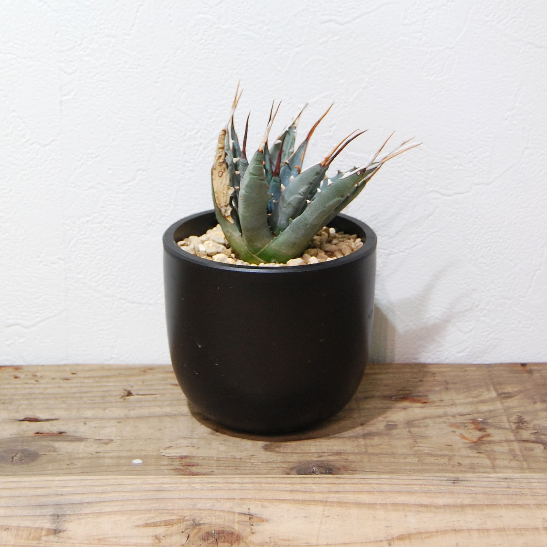 エボリスピナ【コレクション株】【発根済】【作家鉢】｜エボリスピナ