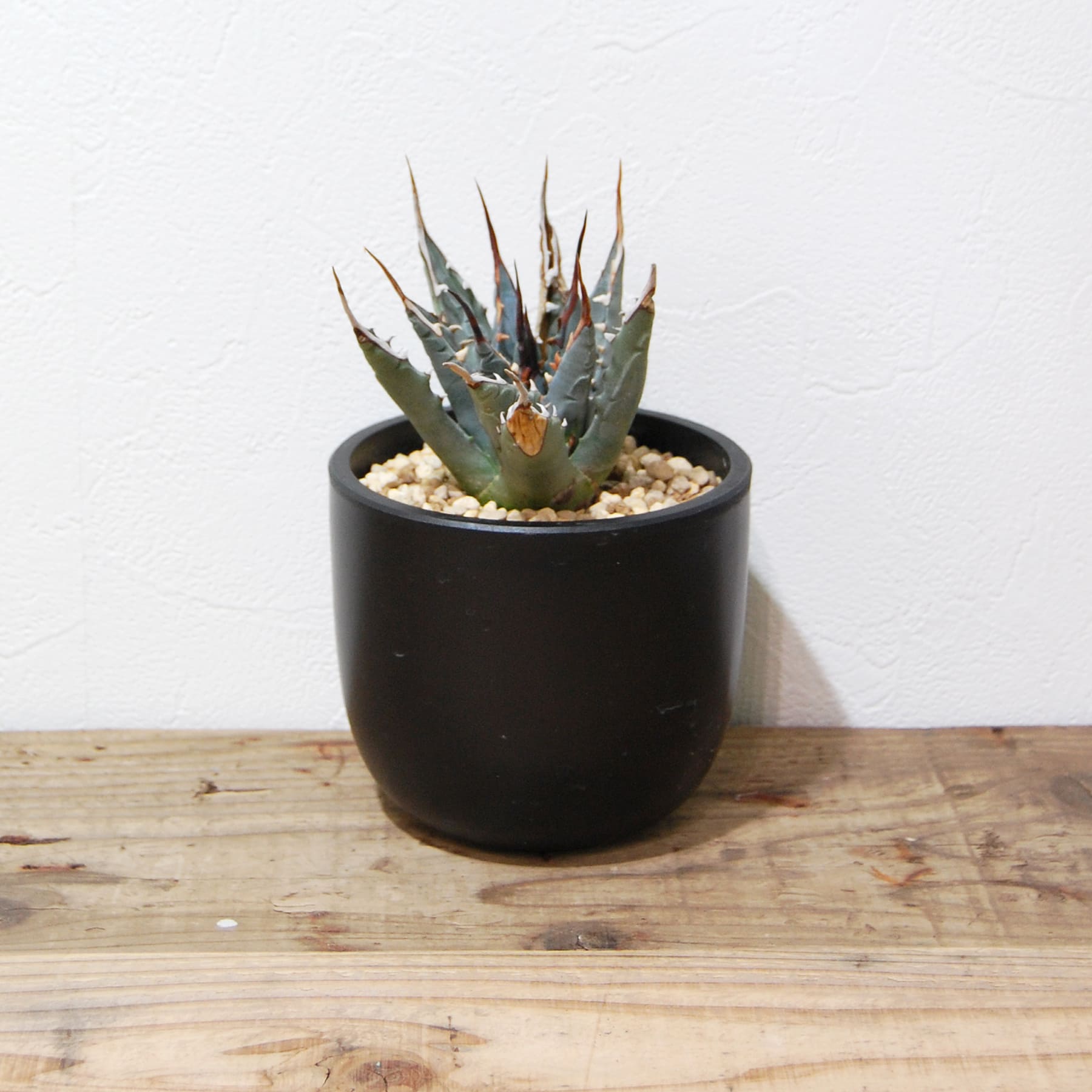 agave-utahensis-eborispina-os8