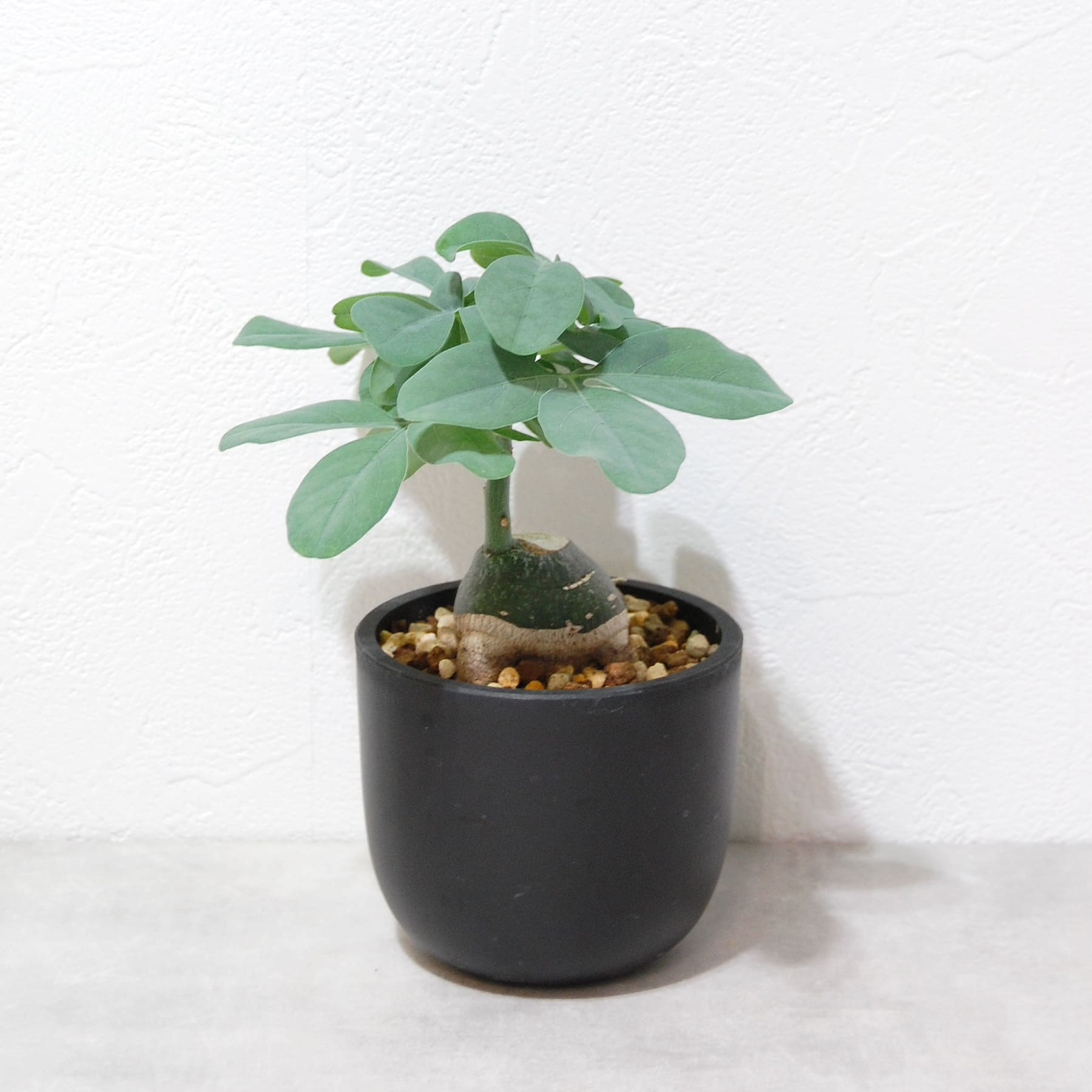 アデニア グラウカ（幻蝶かずら）044 – linkplants -リンクプランツ-