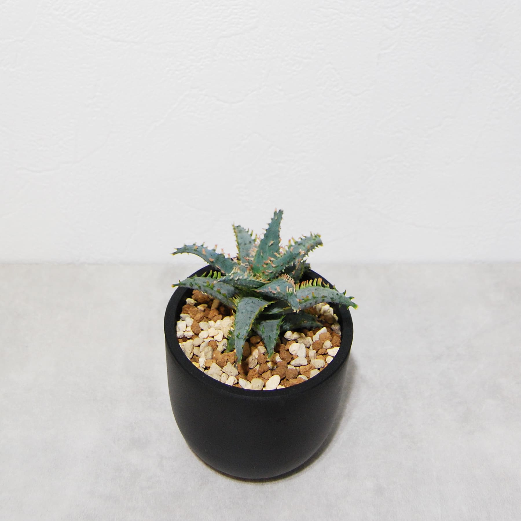 アロエ ハイブリッド【Aloe hybrid】011 – linkplants -リンクプランツ-