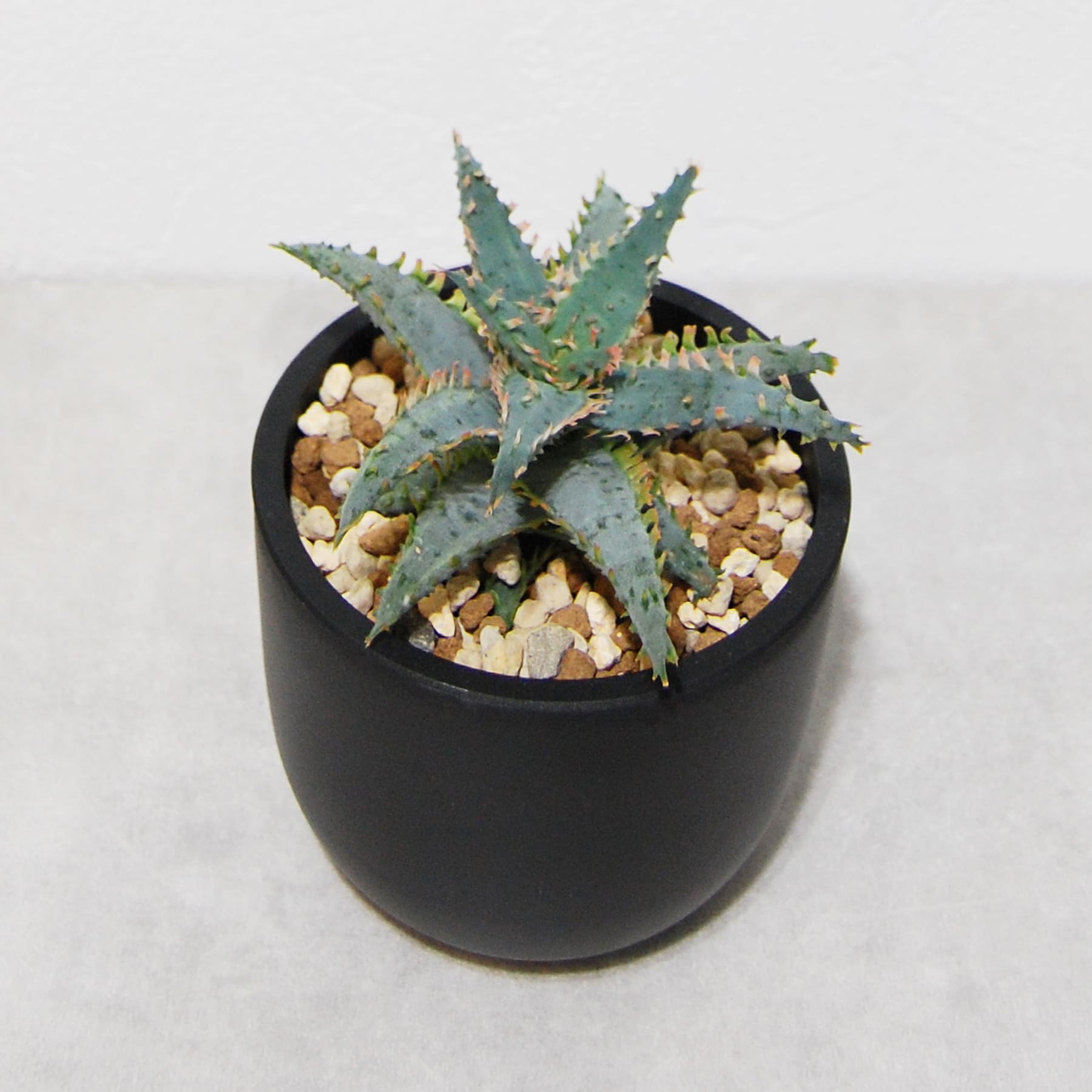 アロエ ハイブリッド【Aloe hybrid】011 – linkplants -リンクプランツ-