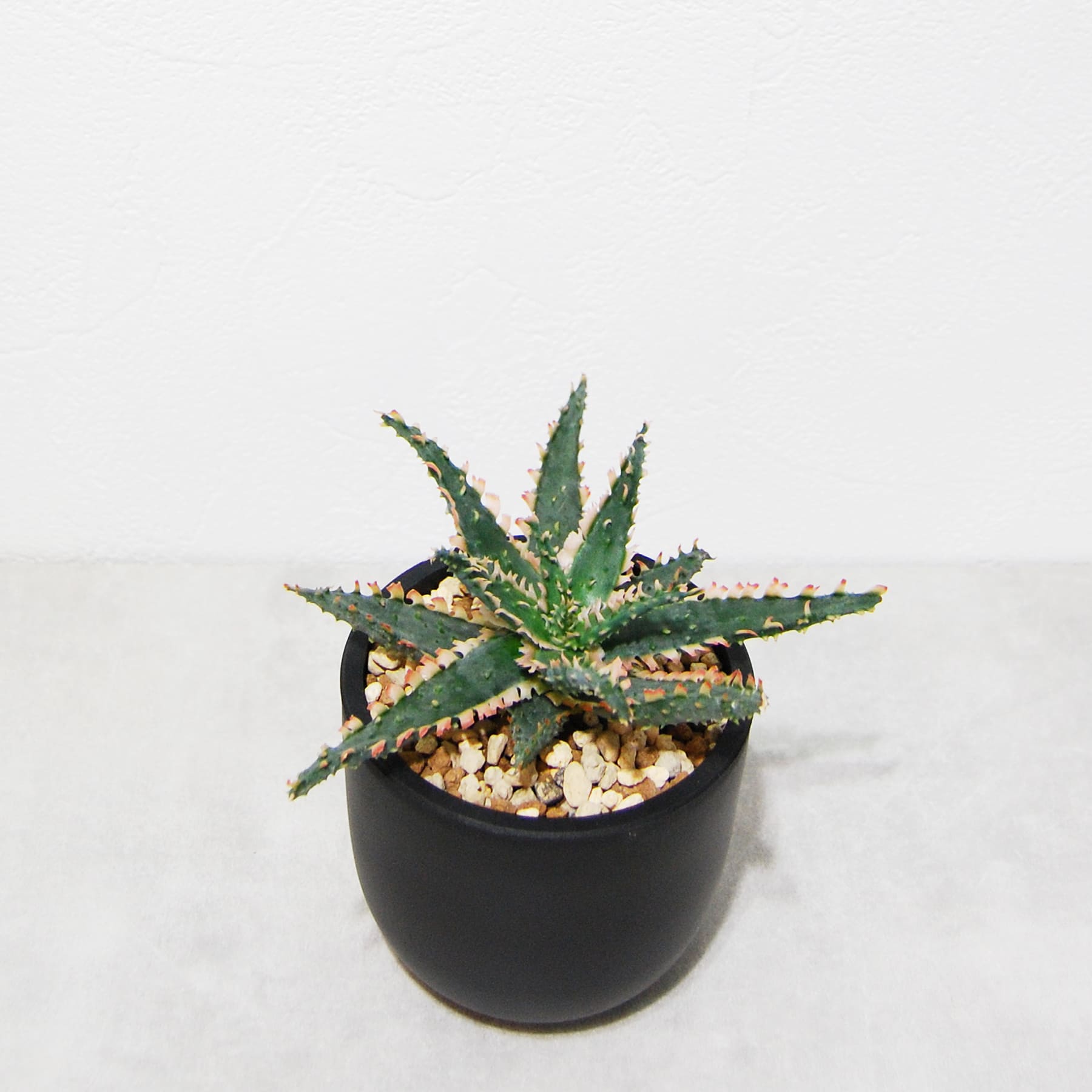 アロエ ハイブリッド【Aloe hybrid】009 – linkplants -リンクプランツ-