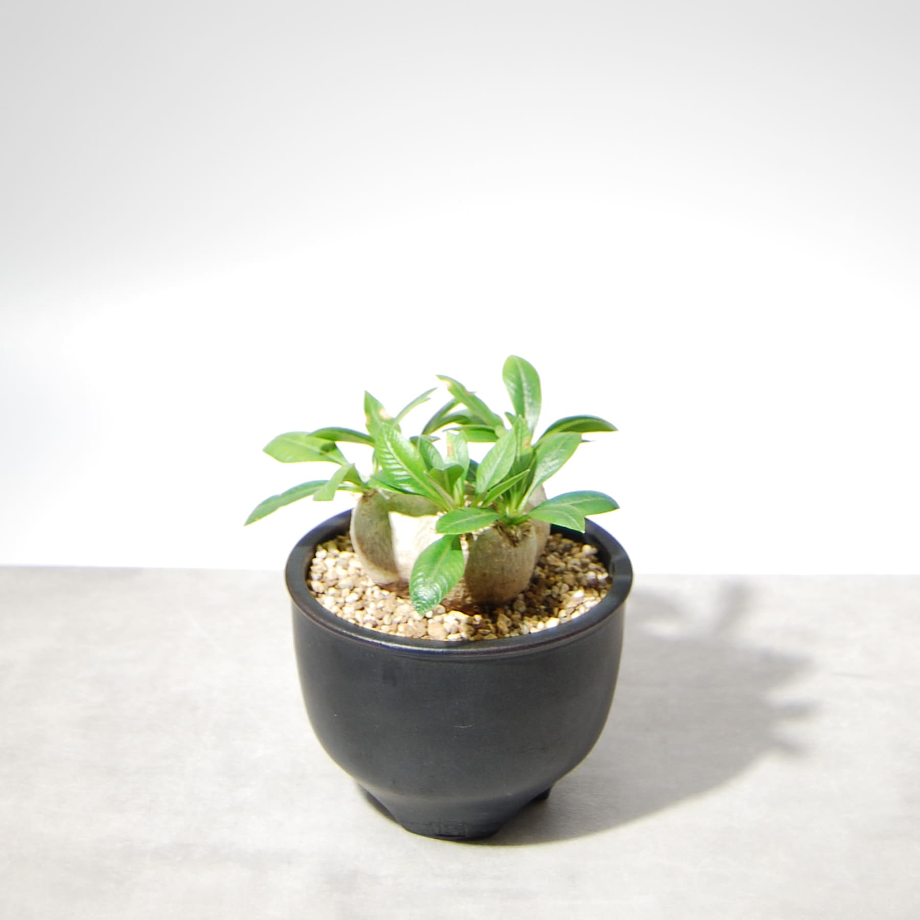 パキポディウム・ブレビカウレ（恵比寿笑い）002 – linkplants -リンク